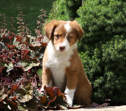 Australian Shepherd Mix For Sale Sugarcreek, OH Female- Kalli