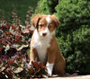 Australian Shepherd Mix For Sale Sugarcreek, OH Female- Kalli