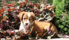 Australian Shepherd Mix For Sale Sugarcreek, OH Female- Kalli