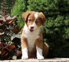 Australian Shepherd Mix For Sale Sugarcreek, OH Female- Kalli