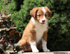 Australian Shepherd Mix For Sale Sugarcreek, OH Female- Kalli