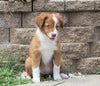 Australian Shepherd Mix For Sale Sugarcreek, OH Female- Kalli