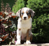 Australian Shepherd Mix For Sale Sugarcreek, OH Female- Jenny