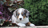 Australian Shepherd Mix For Sale Sugarcreek, OH Female- Jenny