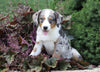 Australian Shepherd Mix For Sale Sugarcreek, OH Female- Jenny
