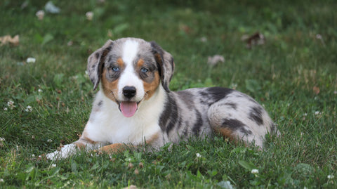 Australian Shepherd Mix For Sale Sugarcreek, OH Female- Jenny