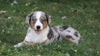 Australian Shepherd Mix For Sale Sugarcreek, OH Female- Jenny