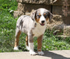 Australian Shepherd Mix For Sale Sugarcreek, OH Female- Jenny