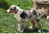 Australian Shepherd Mix For Sale Sugarcreek, OH Female- Jenny