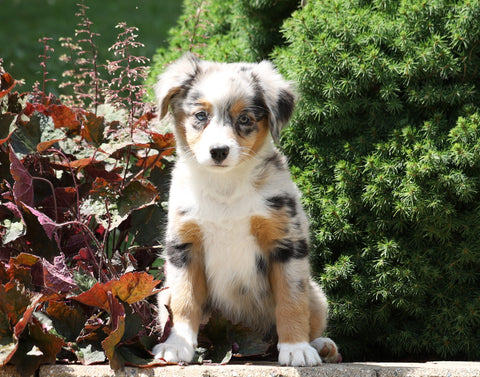 Australian Shepherd Mix For Sale Sugarcreek, OH Female- Bella