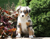 Australian Shepherd Mix For Sale Sugarcreek, OH Female- Bella