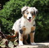 Australian Shepherd Mix For Sale Sugarcreek, OH Female- Bella