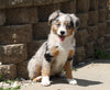 Australian Shepherd Mix For Sale Sugarcreek, OH Female- Bella