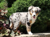 Australian Shepherd Mix For Sale Sugarcreek, OH Female- Bella