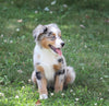 Australian Shepherd Mix For Sale Sugarcreek, OH Female- Bella