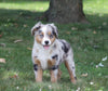 Australian Shepherd Mix For Sale Sugarcreek, OH Female- Bella