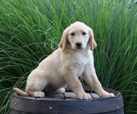 AKC Registered Golden Retriever For Sale Holmesville, OH Female- Brooklin