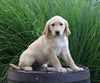 AKC Registered Golden Retriever For Sale Holmesville, OH Female- Brooklin