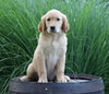 AKC Registered Golden Retriever For Sale Holmesville, OH Female- Bailey
