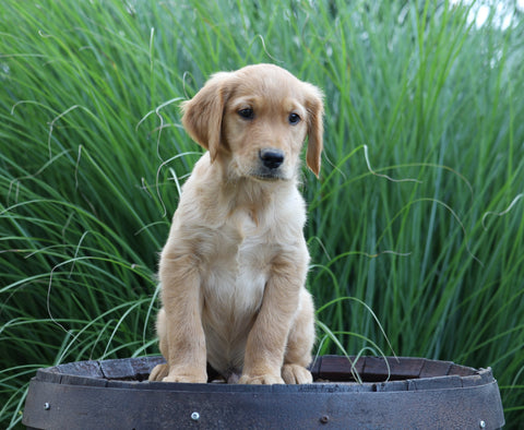 AKC Registered Golden Retriever For Sale Holmesville, OH Male- Brazil