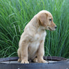 AKC Registered Golden Retriever For Sale Holmesville, OH Male- Brazil