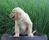 AKC Registered Golden Retriever For Sale Holmesville, OH Female- Bristal