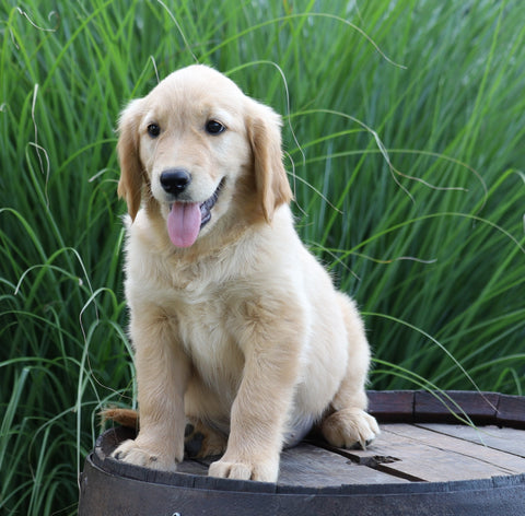 AKC Registered Golden Retriever For Sale Holmesville, OH Female- Bristal