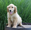 AKC Registered Golden Retriever For Sale Holmesville, OH Female- Bristal