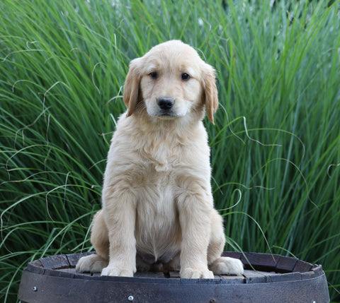 AKC Registered Golden Retriever For Sale Holmesville, OH Female- Bellamy