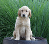 AKC Registered Golden Retriever For Sale Holmesville, OH Female- Bellamy