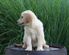 AKC Registered Golden Retriever For Sale Holmesville, OH Female- Bethany