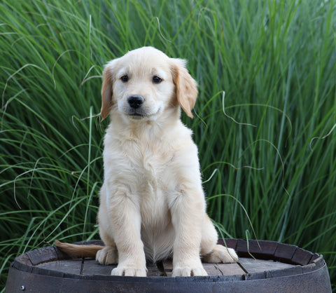 AKC Registered Golden Retriever For Sale Holmesville, OH Female- Bethany
