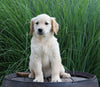 AKC Registered Golden Retriever For Sale Holmesville, OH Female- Bethany