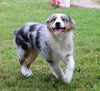 Australian Shepherd For Sale Fredericksburg, OH Male Roscoe