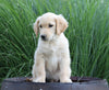 AKC Registered Golden Retriever For Sale Holmesville, OH Male- Barren