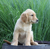 AKC Registered Golden Retriever For Sale Holmesville, OH Male- Brock