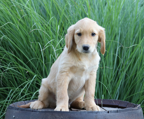 AKC Registered Golden Retriever For Sale Holmesville, OH Male- Brock