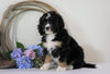 Standard Bernedoodle For Sale Sugarcreek, OH Female- Dori