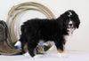 Standard Bernedoodle For Sale Sugarcreek, OH Female- Dori