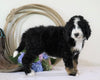 Standard Bernedoodle For Sale Sugarcreek, OH Female- Callie