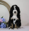 Standard Bernedoodle For Sale Sugarcreek, OH Female- Callie