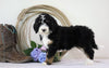 Standard Bernedoodle For Sale Sugarcreek, OH Female- Chloe