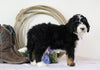 Standard Bernedoodle For Sale Sugarcreek, OH Female- Chloe