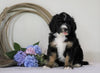 Standard Bernedoodle For Sale Sugarcreek, OH Male- Chief