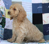 Cockapoo For Sale Sugarcreek, OH Male- Douglas