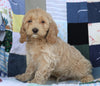 Cockapoo For Sale Sugarcreek, OH Male- Douglas