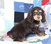 Cockapoo For Sale Sugarcreek, OH Male- Cole