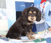 Cockapoo For Sale Sugarcreek, OH Male- Cole
