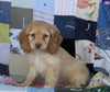 Cockapoo For Sale Sugarcreek, OH Male- Carson