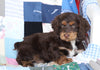 Cockapoo For Sale Sugarcreek, OH Male- Harley